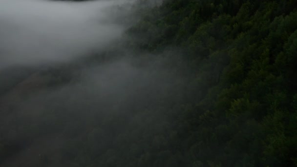 Drohne fliegt im Nebel durch die Bäume — Stockvideo