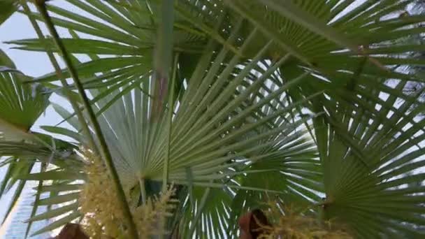 Красивые пальмы у моря. День — стоковое видео
