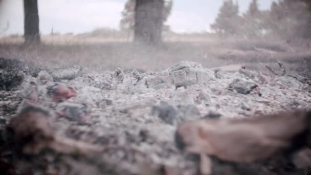 Zhaslý oheň, bílý popel, borový les — Stock video