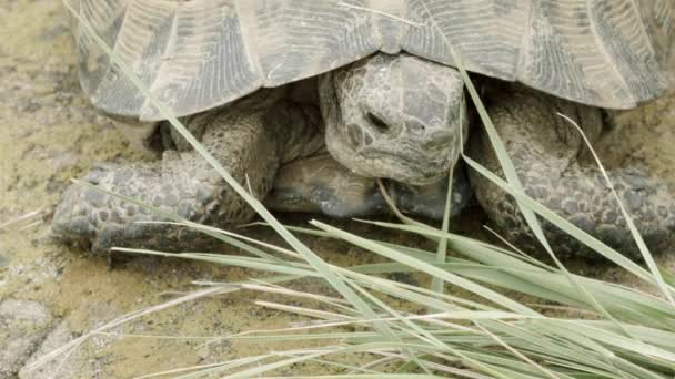 Vista frontal de uma tartaruga que mastiga grama — Vídeo de Stock