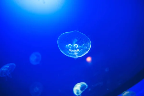 Transparent moon jellyfishes smoothly swimming in deep blue water in San Sebastian, Spain — Stock Photo, Image