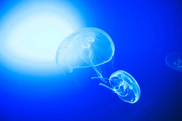 Przezroczysty księżyc jellyfishes płynnie pływacki w głębokim błękitnej wodzie w San Sebastian, Hiszpania — Zdjęcie stockowe