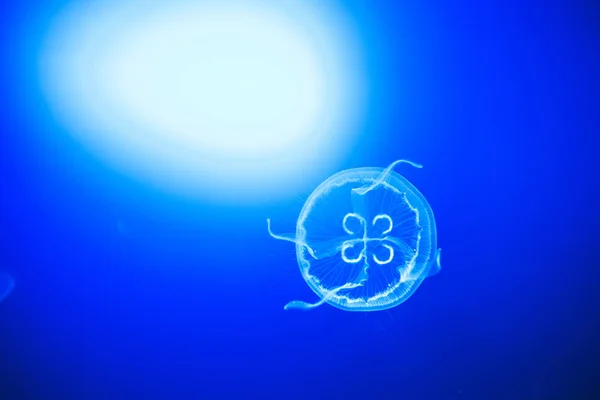 Transparent moon jellyfishes smoothly swimming in deep blue water in San Sebastian, Spain — Stock Photo, Image