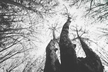 Cruz meydanında gökyüzüne doğru büyüyen ağaç dalları, Pamplona, 