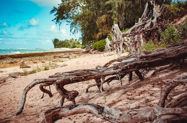 Kumda su arayan ağaçlar kökleri, Hawaii, Abd