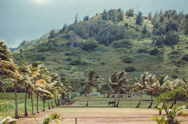 Wind moves the palm tree leaves over the horses in Hawaii, US