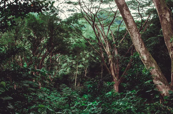 Hawaii neredeyse bakire bir yerde yerli ağaçlar ile derin yeşil bitki örtüsü