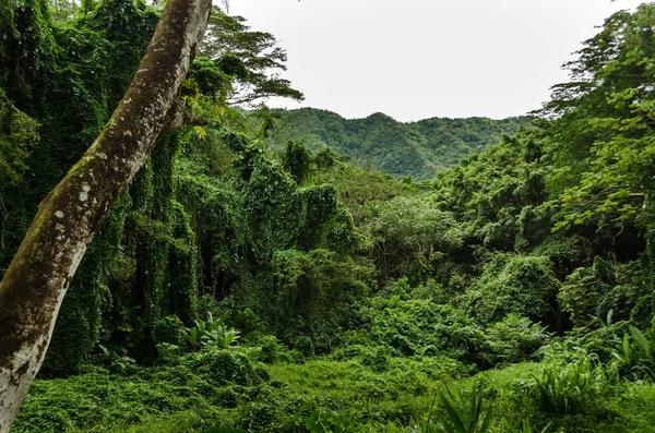 Низкий холм среди деревьев на Гавайях, США — стоковое фото