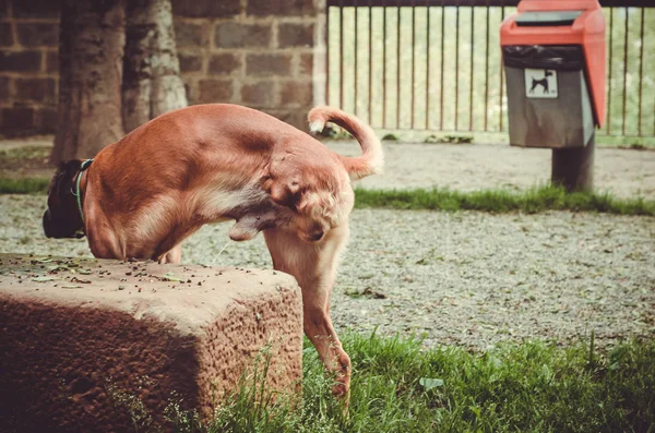 Três pernas cão mijando — Fotografia de Stock