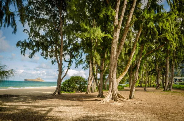 Árvores verdes numa praia havaiana — Fotografia de Stock
