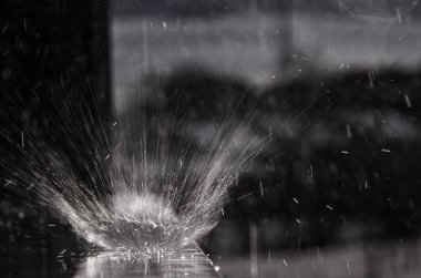 Yağmurda su ayçiçeği