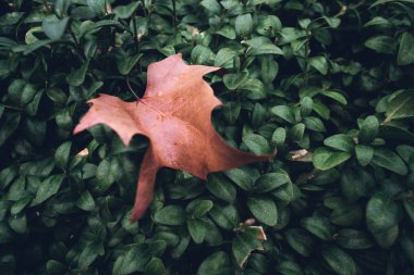 Yeşil üzerinde kuru, kahverengi büyük yaprak, genç canlı çalı yaprakları