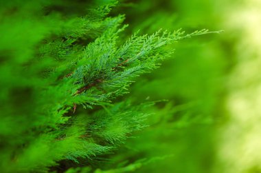 Yeşil arkaplan üzerinde yoğun yeşil yapraklar