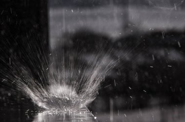 Yağmurda su ayçiçeği