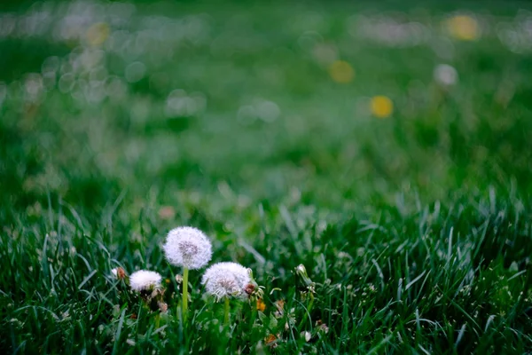 Three dandelions in a podium like formation come from the grass with several blurred flowers in the background in Pamplona, Spain