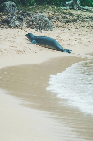 Monk seal walk out of the water in Hawaii, US. — Stock Photo, Image