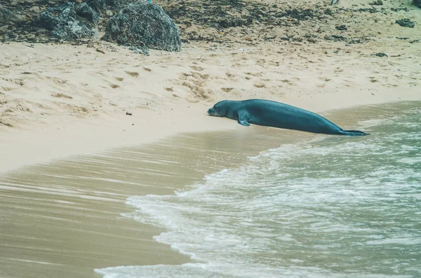 Monk seal walk out of the water in Hawaii, US. — Stock Photo, Image