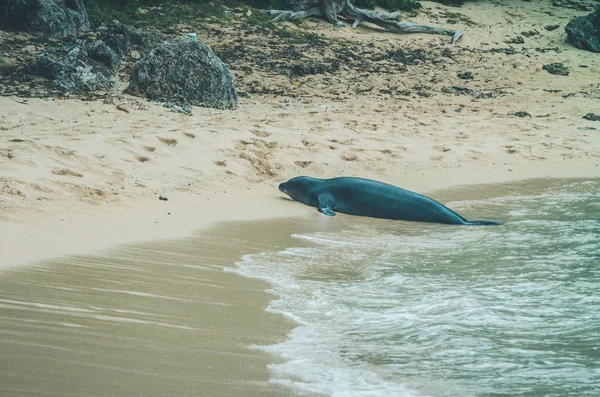 Monk seal walk out of the water in Hawaii, US. — Stock Photo, Image