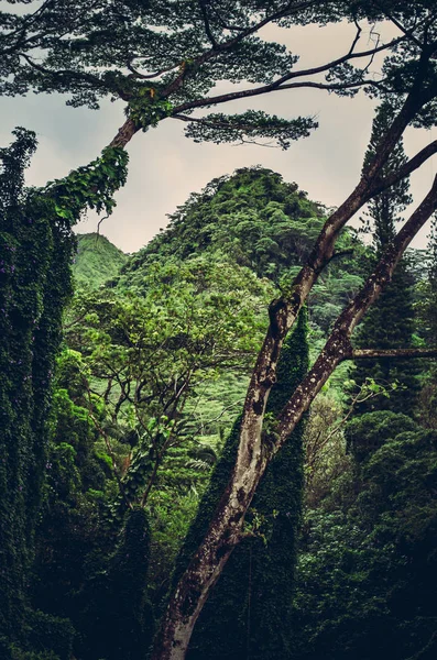 Honolulu yakınlarındaki bir ormanda derin bitki örtüsü arasında Yeşil tepe, Hawaii, Abd