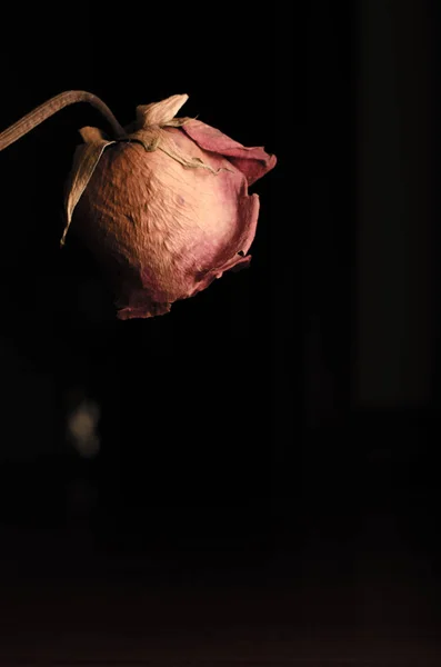 Rosa vecchia guardando giù — Foto Stock