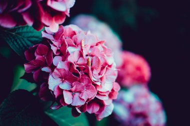 Ortanca serrata, Hydrangeaceae familyasından Kore ve Japonya'nın dağlık bölgelerine özgü bir çiçekli bitki türüdür. Yaygın isimleri dağ ortancası ve cennet çay içerir