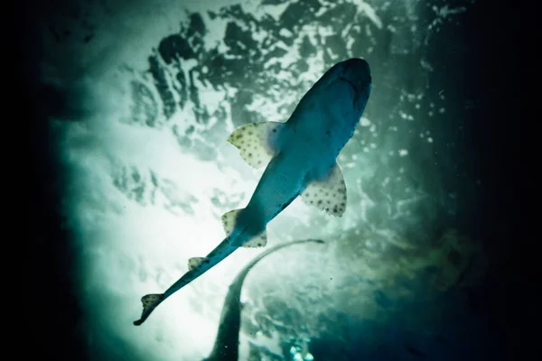 Full shark mouth, fins and belly taken from below with water surface in the background — Stock Photo, Image