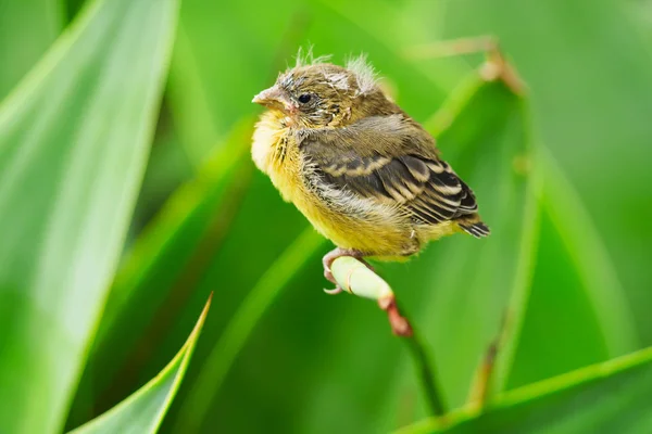 Menor Goldfinch Baby — Fotografia de Stock