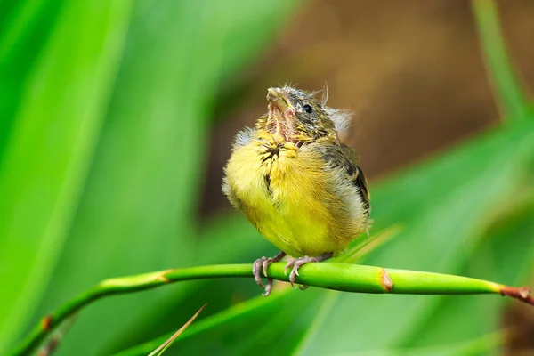 Lesser Goldfinch Baby — Fotografie, imagine de stoc