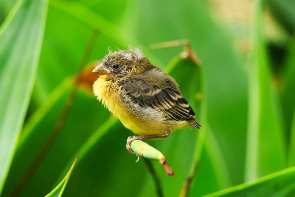 Bebé de jilguero pequeño — Foto de Stock