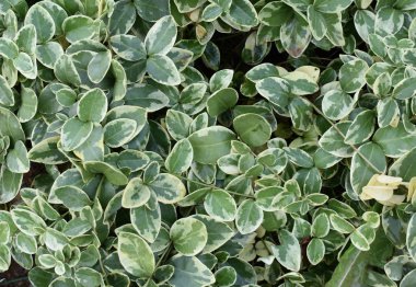 yeşil yaprakların arkaplanı.