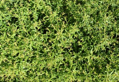 Arka plan yeşil çim halı