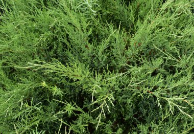 Arka plan yeşil ardıç