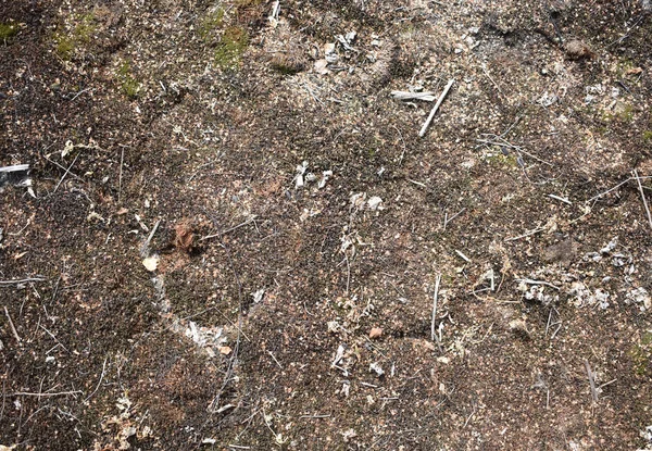 Achtergrond Aarde Met Een Droge Takje — Stockfoto