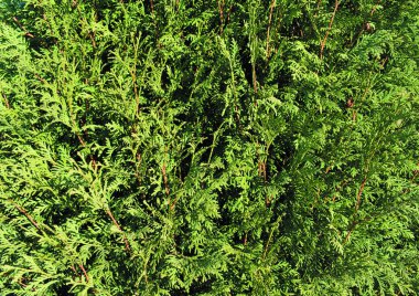 Yeşil iğne yapraklı twigs arka plan dokusu.