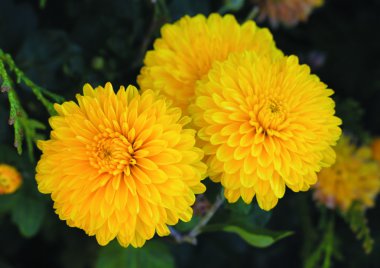 Çiçekler sarı tüylü krizantem portre.