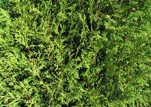 Background Texture Green Coniferous Twigs — Stock Photo, Image