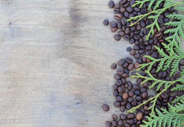 Arka planını kahve çekirdekleri, ardıç dokusal boyutunda bir tahta üzerinde yeşil dal.