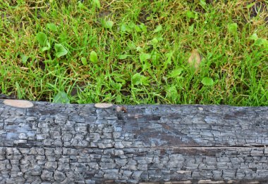 Arka plan doku siyah ağacının yeşil çimenlerin üzerinde pişmiş.