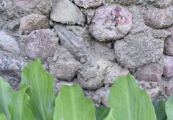 Hintergrund Steinmauer Und Grüne Blätter Einer Pflanze — Stockfoto