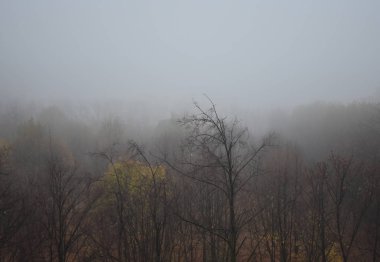 Manzara geç sonbahar. Ağaçta sis.