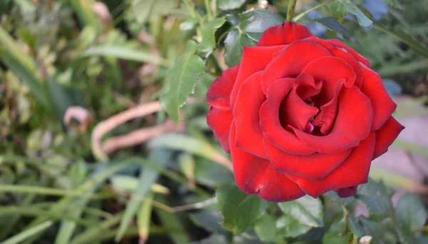 Reveal Fresh Red Rose Macro Photography — Stock Photo, Image