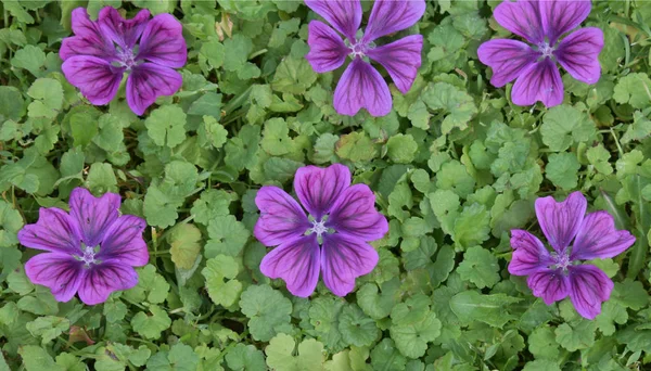 緑の芝生の庭に鮮やかな花の背景 — ストック写真