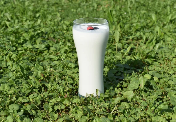 Bakgrunden Bägare Med Yoghurt Grönt Gräs — Stockfoto
