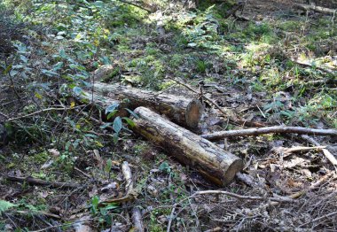 Arka plan kuru yaprakları kenarında günlüğe kaydeder..