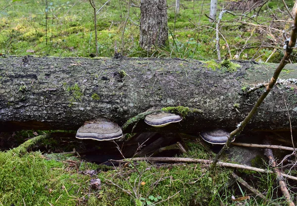 Contexte Naturel Champignons Bois Sur Arbre — Photo