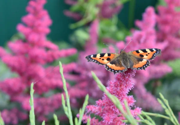 Butterfly background with open wings on a flower