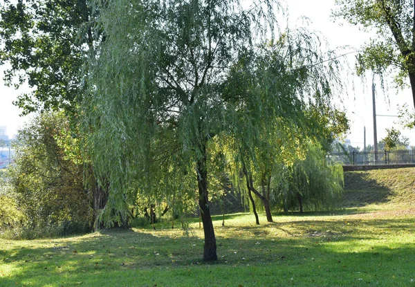 Baum Und Strauchlandschaft Auf Grünem Gras — Stockfoto
