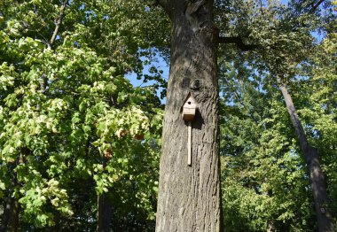 Sarı yapraklar arasında bir ağaç üzerinde bir kuş yuvası.