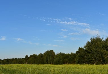 Peyzaj alanı ve açık gökyüzü çerçevede bir orman