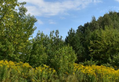 Çayır çimen çerçevede bir orman ve berrak gökyüzü